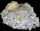 Crystal Filled Fossil Whelk - Rucks Pit, FL #69077-3